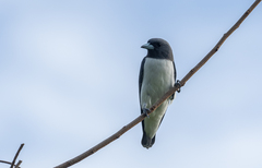 Artamus leucorynchus