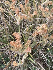 Spinifex