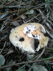 Amanita junquillea