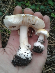 Amanita junquillea
