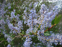 Ceanothus tomentosus