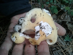 Amanita junquillea