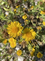 Rayjacksonia phyllocephala