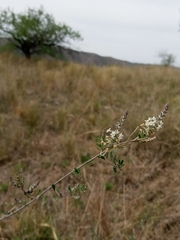 Aloysia