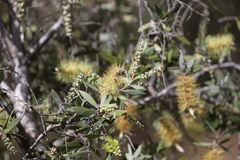 Melaleuca nervosa