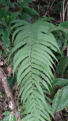 Pseudocyclosorus esquirolii