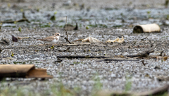 Charadrius leschenaultii