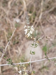 Aloysia
