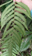 Pseudocyclosorus esquirolii
