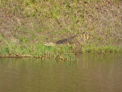 Caiman latirostris