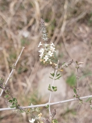 Aloysia