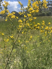 Calicotome spinosa