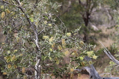 Melaleuca nervosa