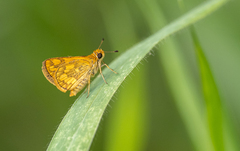 Taractrocera luzonensis