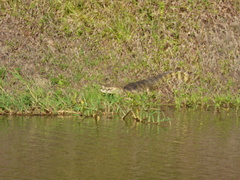Caiman latirostris