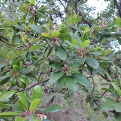 Arbutus tessellata