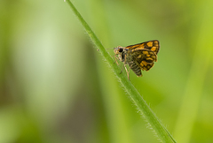 Taractrocera luzonensis