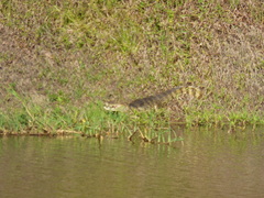 Caiman latirostris