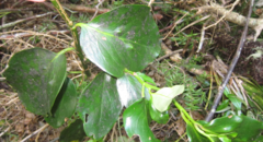 Griselinia lucida