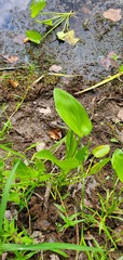 Pontederia cordata