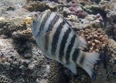 Abudefduf septemfasciatus