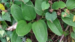 Smilax bracteata
