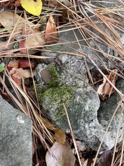 Hygroamblystegium varium