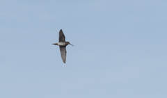 Gallinago