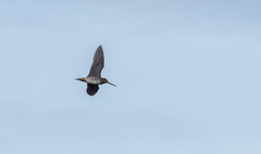 Gallinago