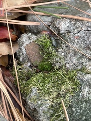 Hygroamblystegium varium