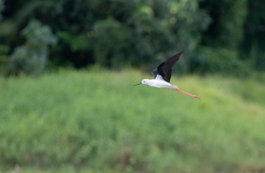 Himantopus himantopus