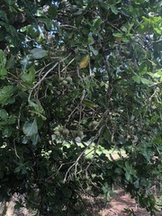 Barringtonia asiatica