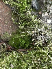 Hygroamblystegium varium