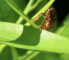 Callinicus calcaneus