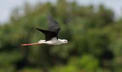 Himantopus himantopus