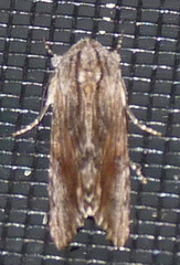 Spodoptera eridania