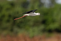 Himantopus himantopus