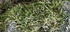 Hygroamblystegium varium