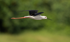 Himantopus himantopus