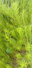 Suaeda australis