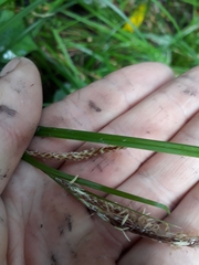 Carex spinirostris