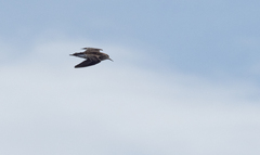 Calidris subminuta