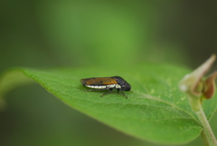 Oncometopia rufipennis