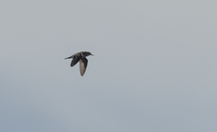 Calidris subminuta