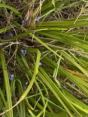 Dianella brevicaulis