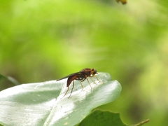 Ptecticus aurobrunneus