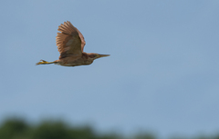 Ixobrychus cinnamomeus