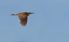 Ixobrychus cinnamomeus