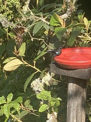 Diglossa lafresnayii