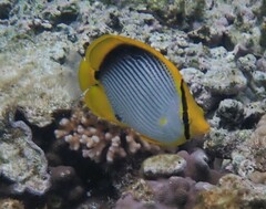 Chaetodon melannotus